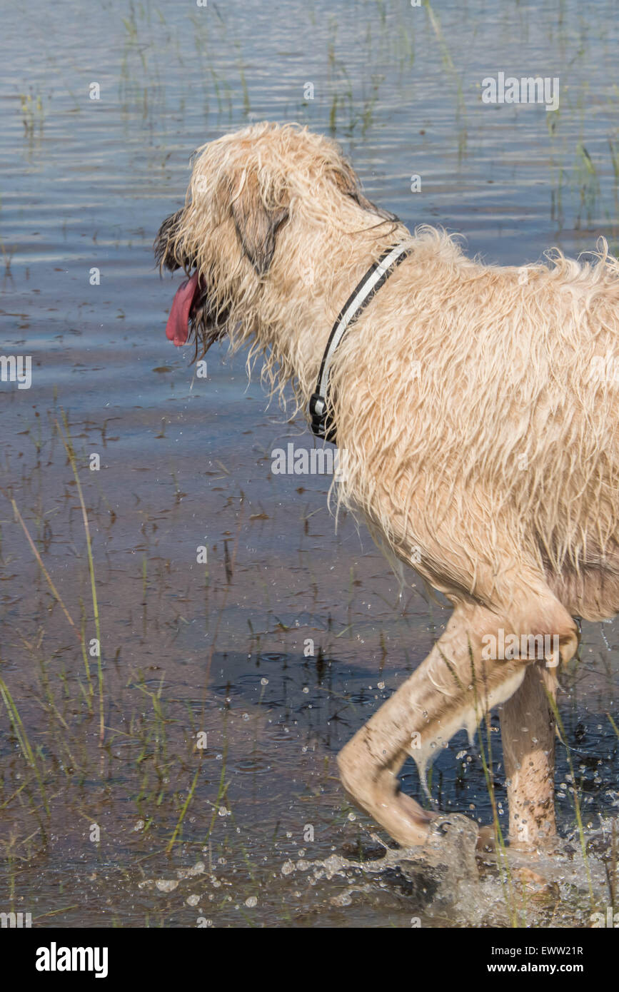 Irish wolfhound perro jugando en las aguas de la inundación después de una fuerte lluvia en