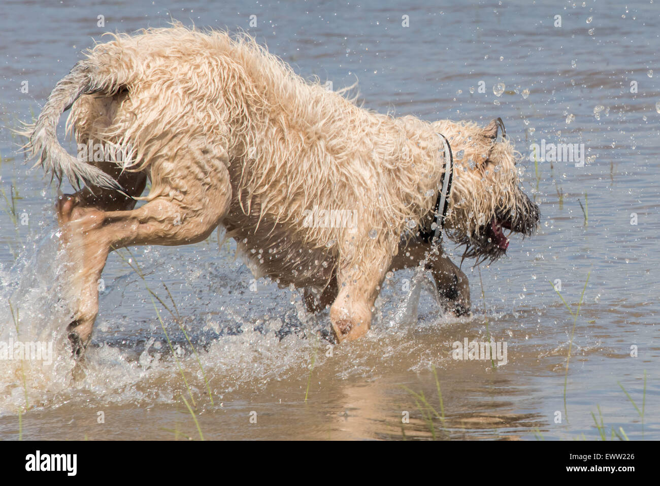 Irish wolfhound perro jugando en las aguas de la inundación después de una fuerte lluvia en