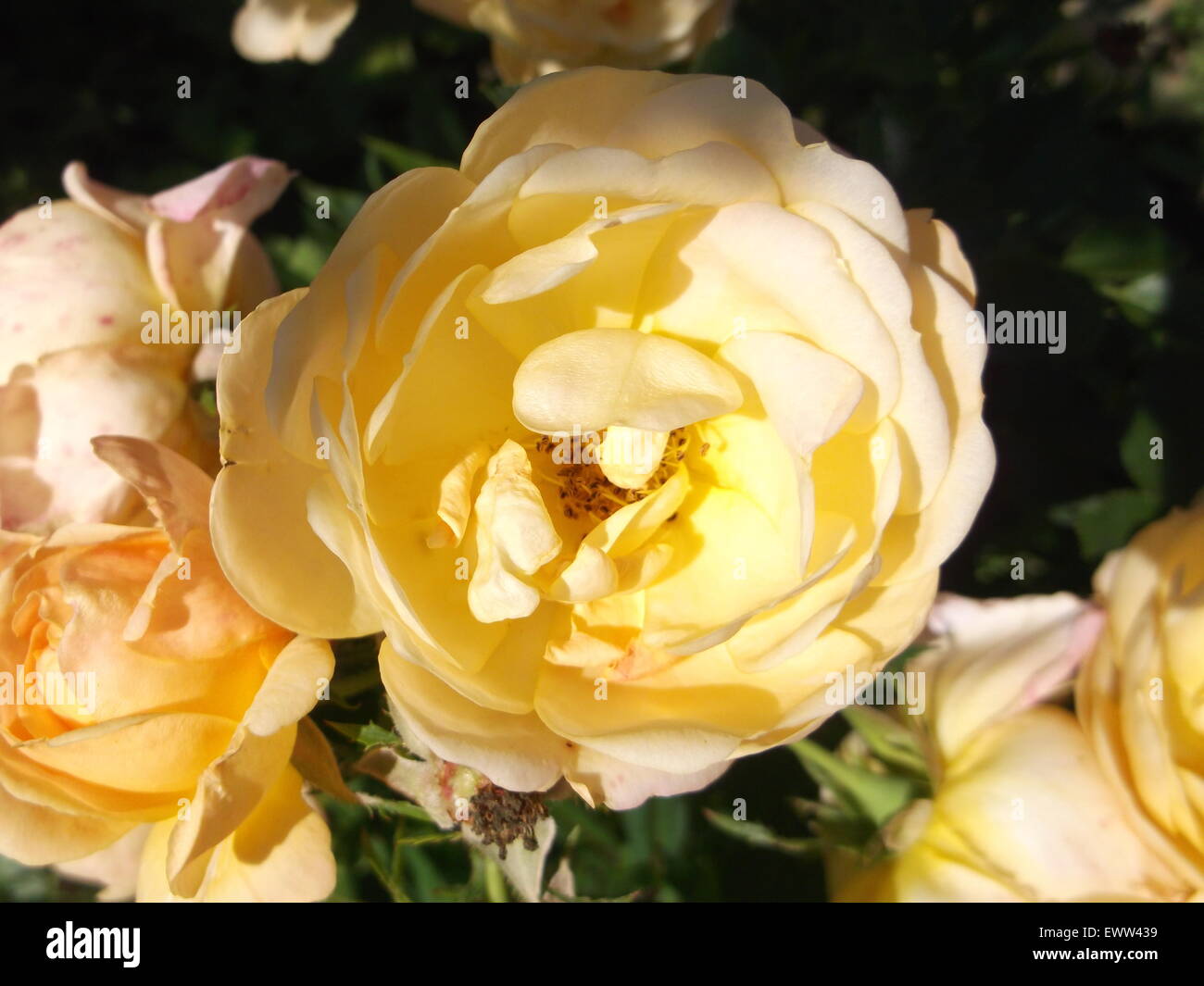 Flores rosas amarillas fotografías e imágenes de alta resolución - Alamy