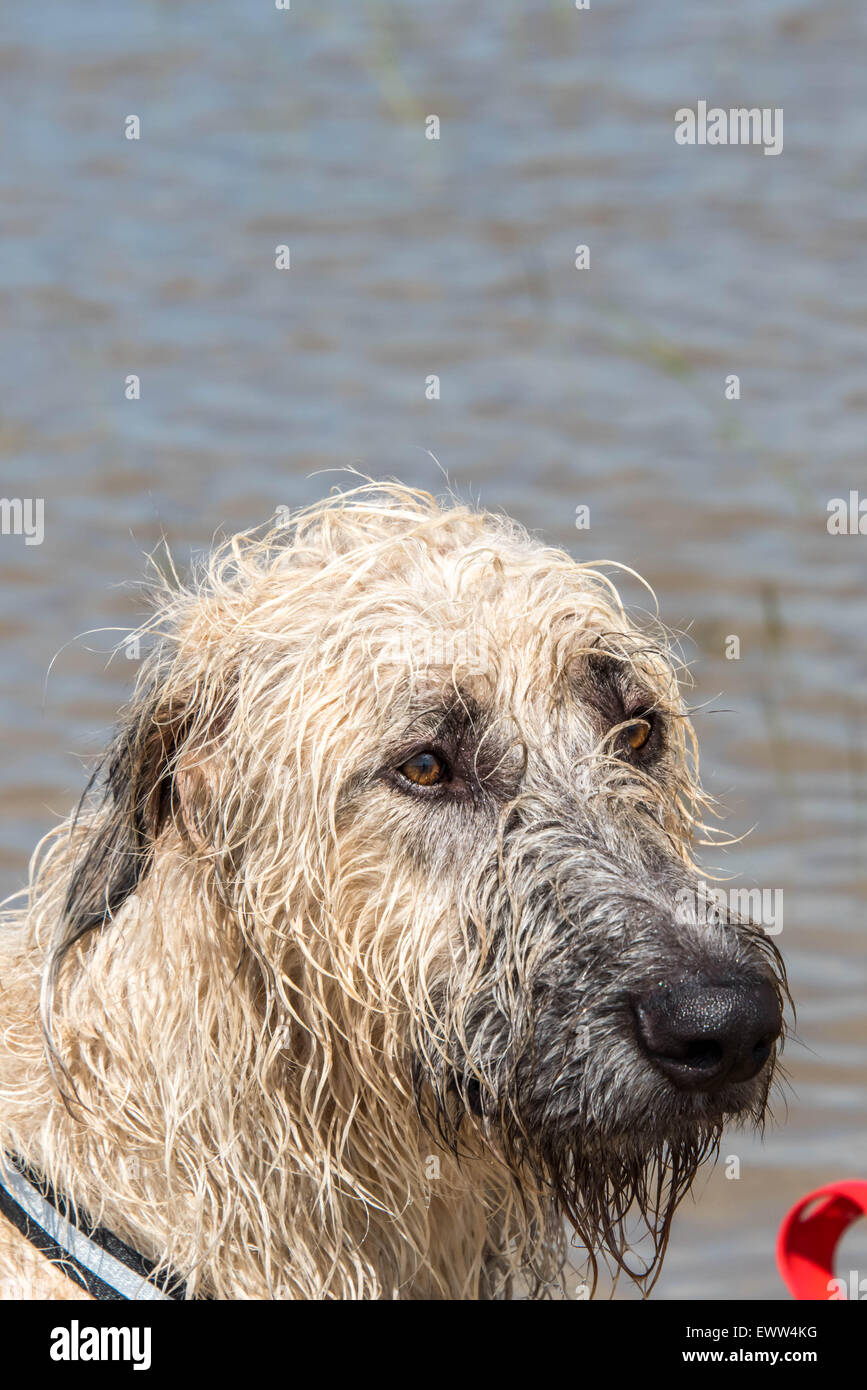 Irish wolfhound perro jugando en las aguas de la inundación después de una fuerte lluvia en