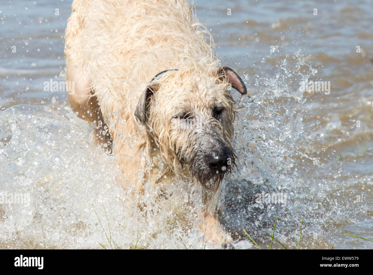 Irish wolfhound perro jugando en las aguas de la inundación después de una fuerte lluvia en