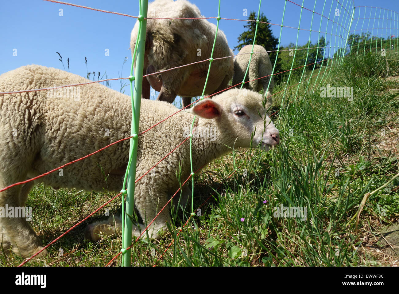Ovejas cordero con cabeza a través de la valla comiendo hierba como 'La hierba es siempre más verde en el otro lado" Foto de stock