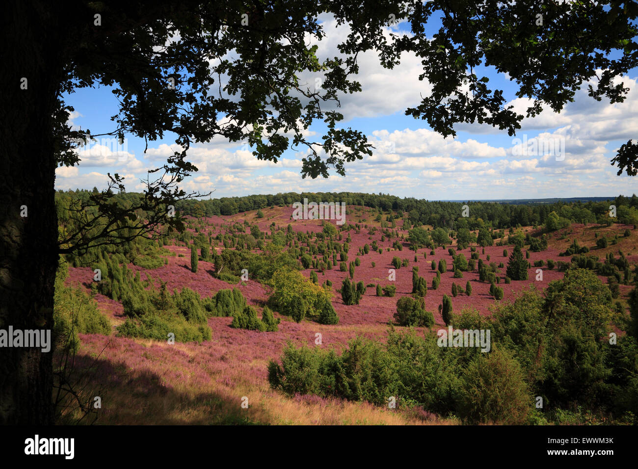 En vista de cerca Totengrund Lueneburger Wilsede, Heath, Baja Sajonia, Alemania, Europa Foto de stock