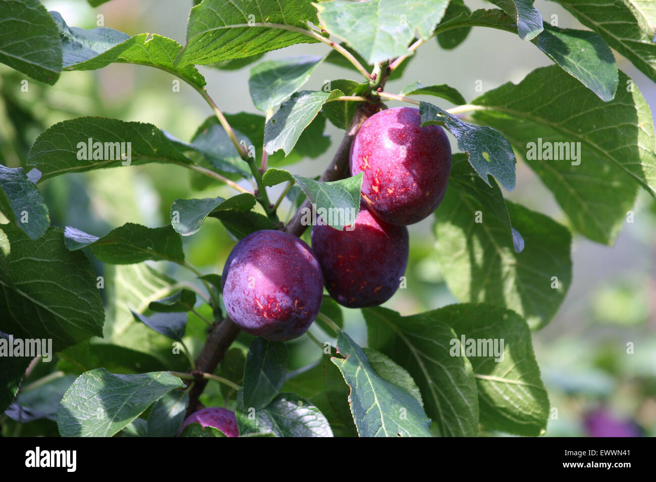 Las frutas de árbol de ciruela roja Fotografía de stock - Alamy