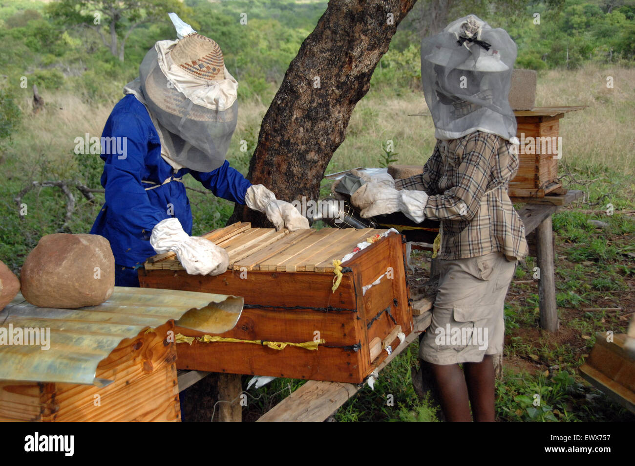 Miel de Abeja Africana - proyecto de apicultura en Sudáfrica www.africanhoneybee.co.za. Foto de stock
