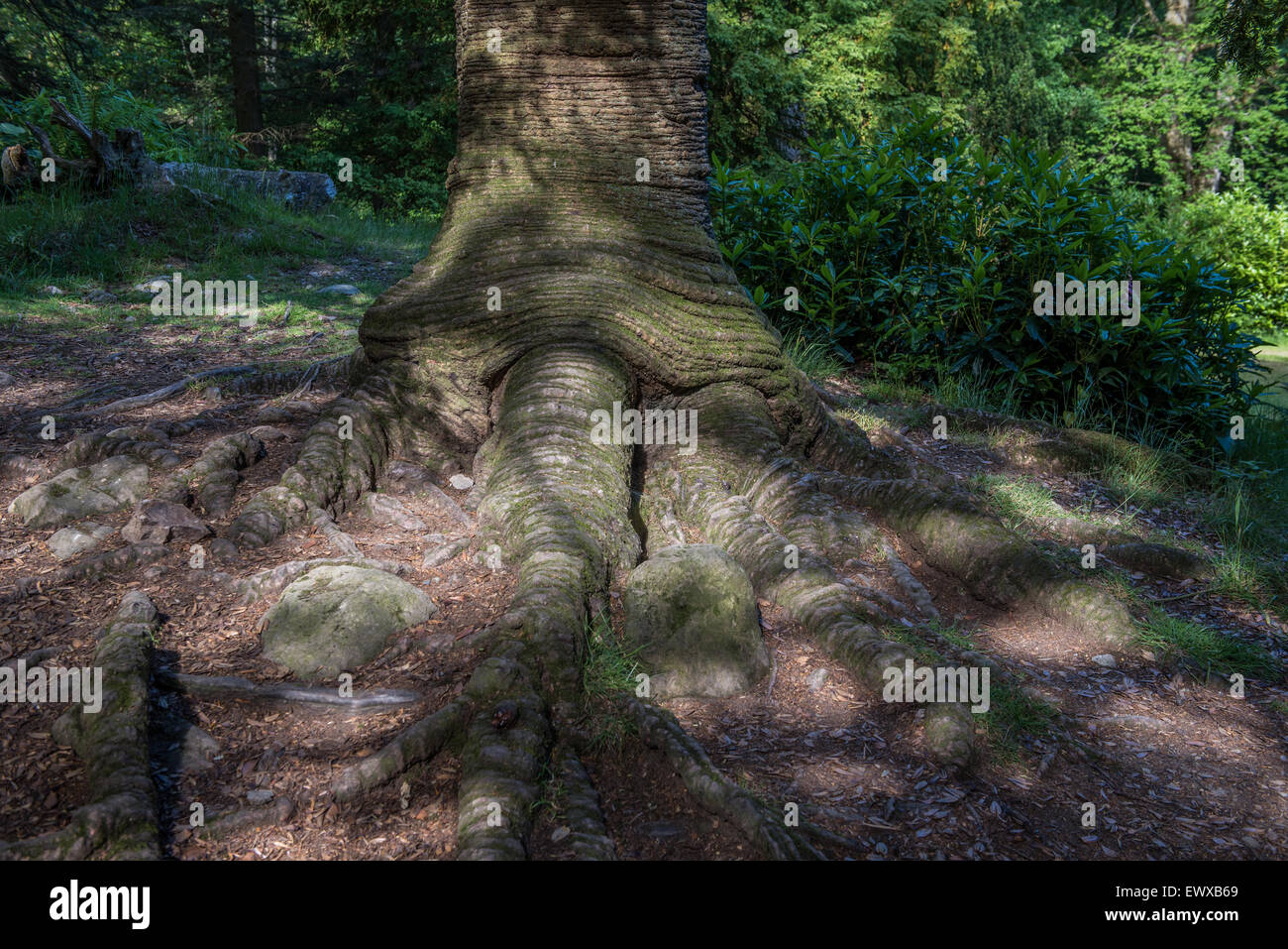 Las raíces de un pino chileno en Aira Force Foto de stock
