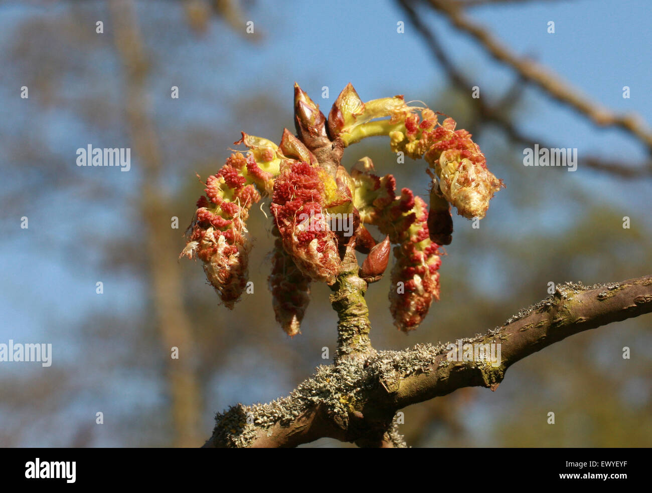 Collar chino Poplar, Populus amentos, Salicaceae lasiocarpa. China meridional y central. Nativo de bosques húmedos de China. Foto de stock