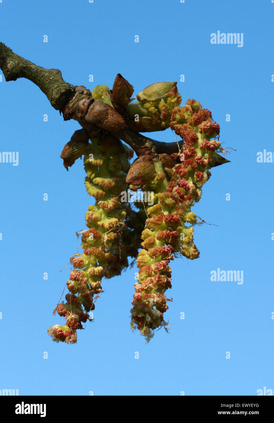 Collar chino Poplar, Populus amentos, Salicaceae lasiocarpa. China meridional y central. Nativo de bosques húmedos de China. Foto de stock