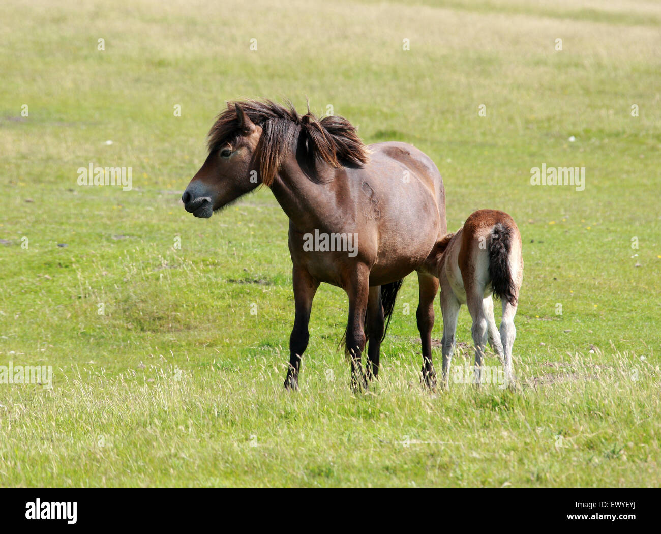 Exmoor Pony y potro Exmoor, Devon. Raras, amenazadas, la raza de caballo, Equus ferus caballus, équidos. Foto de stock