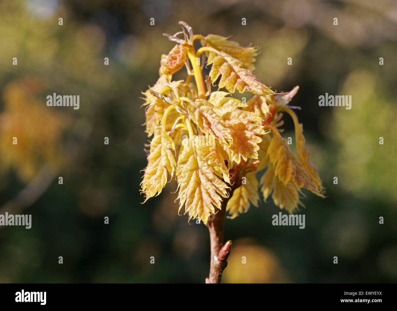 Las hojas nuevas de la Golden Oak Tree, Quercus rubra 'Aurea', Fagaceae. Foto de stock