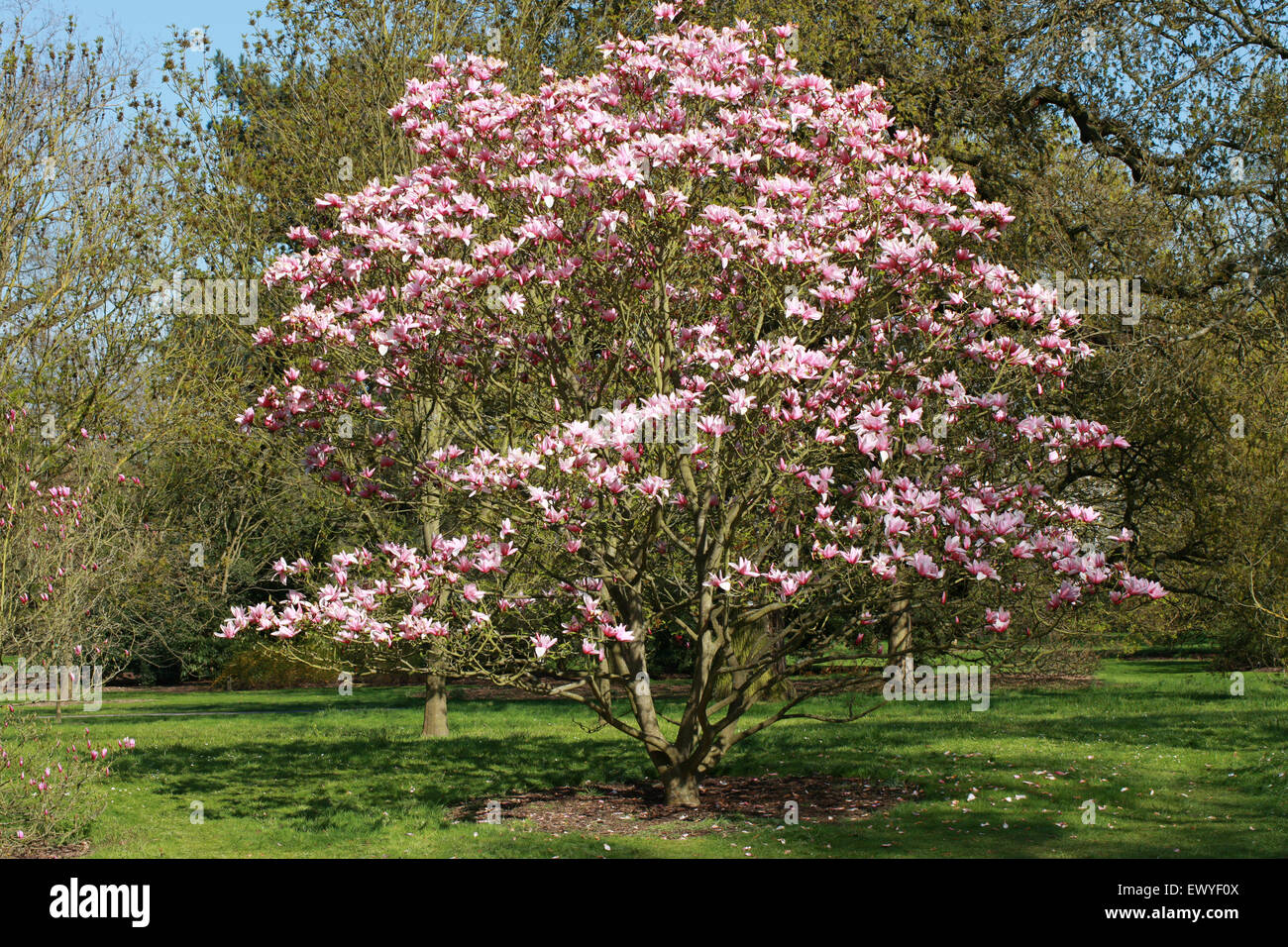 Magnolia 'Star Wars', Magnoliaceae. Foto de stock