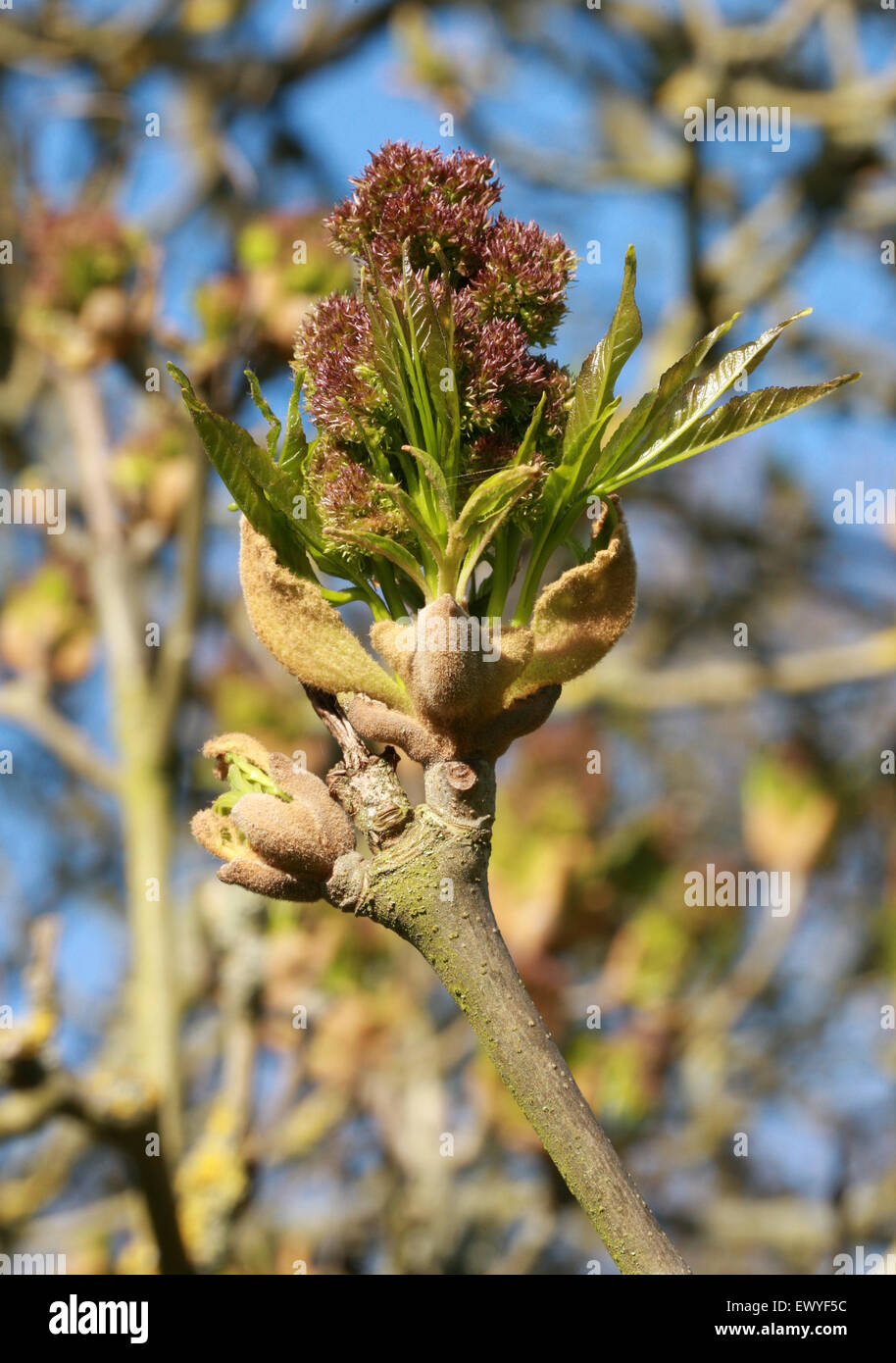 Maná ceniza o ceniza de floración del sur de Europa, Fraxinus ornus, Oleaceae. El Sudeste de Europa. Foto de stock