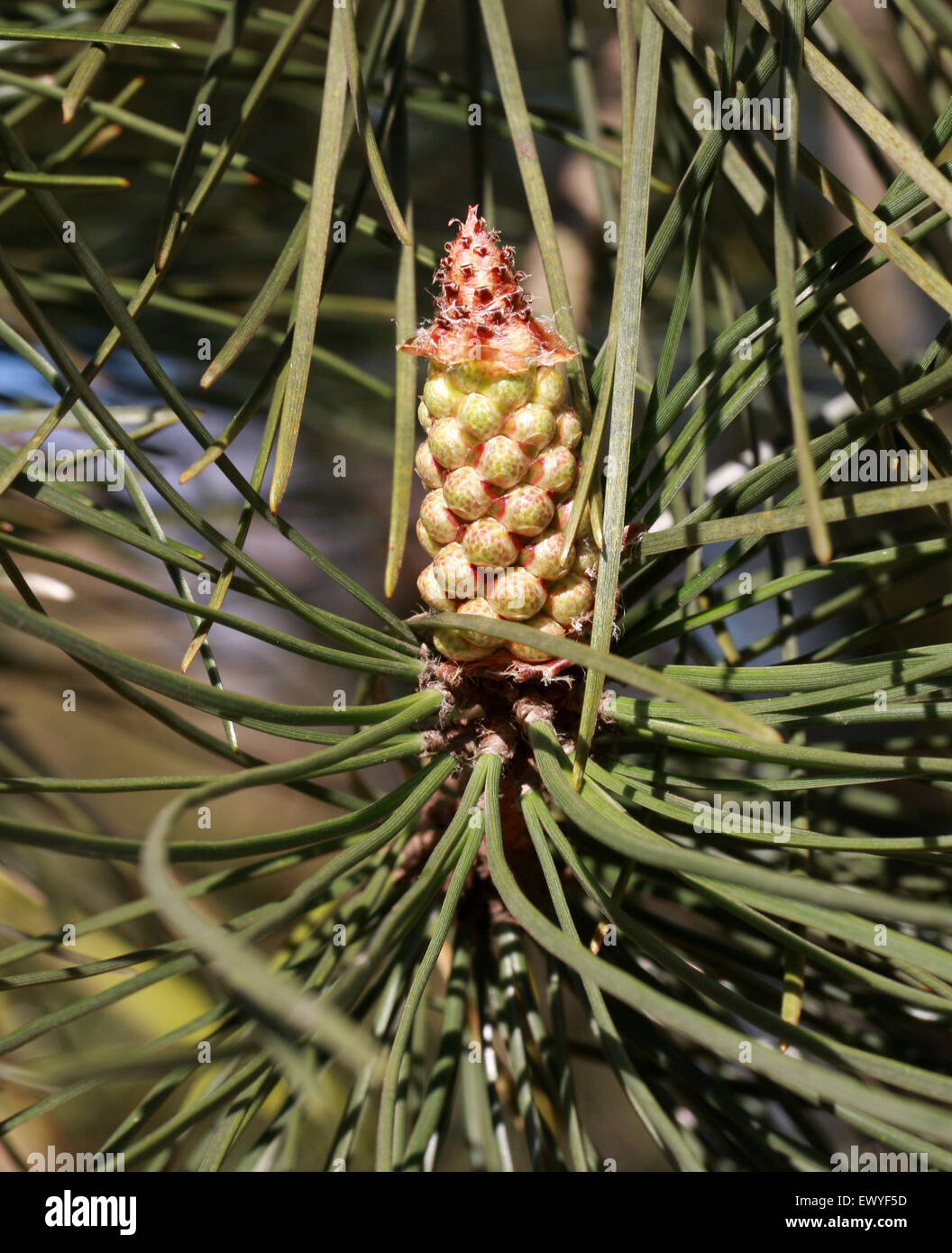 Pino marítimo, Pinus pinaster, Pinaceae. El sur y el Oeste de Europa y Norte de África. Foto de stock