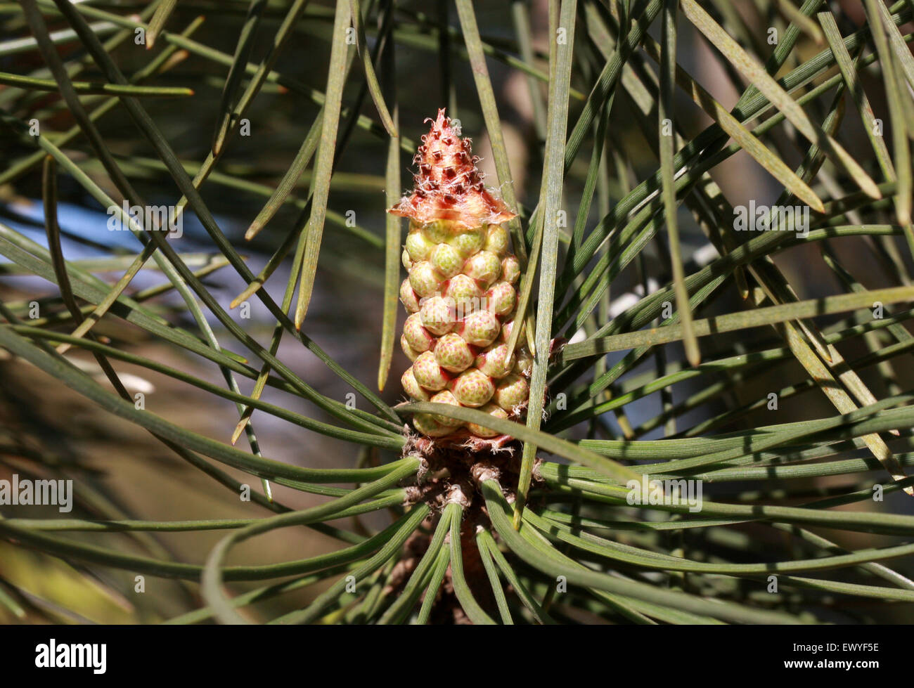 Pino marítimo, Pinus pinaster, Pinaceae. El sur y el Oeste de Europa y Norte de África. Foto de stock