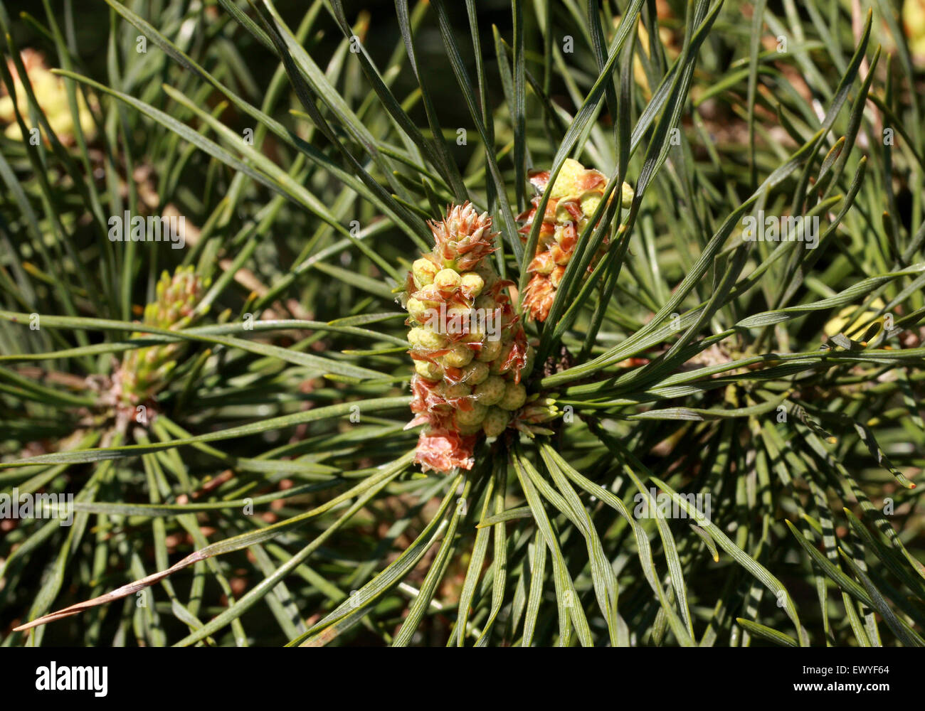 Scot mongol de pino, Pinus sylvestris var. mongolica, Pinaceae. Mongolia, Siberia, Manchuria, China. Foto de stock