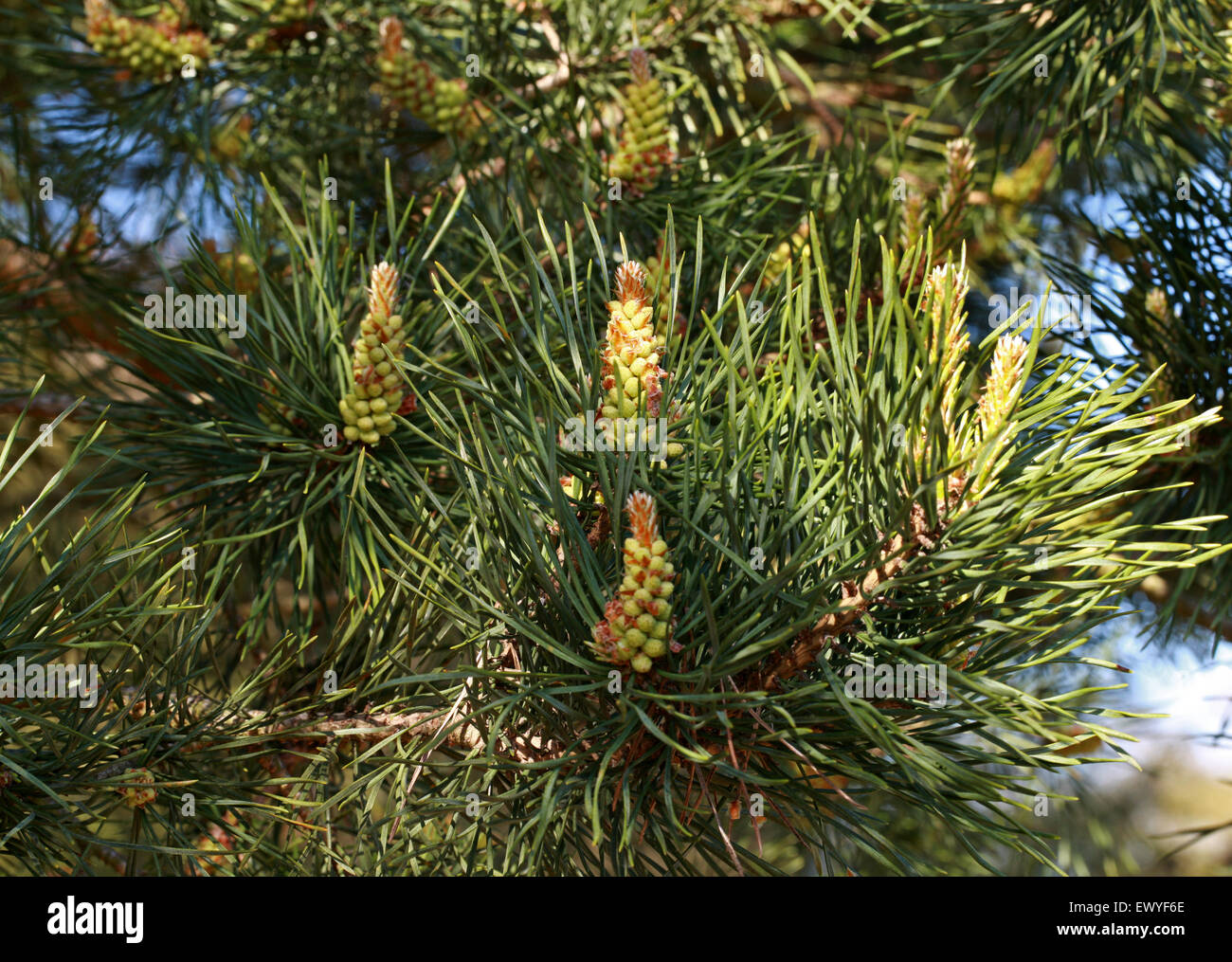 Scot mongol de pino, Pinus sylvestris var. mongolica, Pinaceae. Mongolia, Siberia, Manchuria, China. Foto de stock