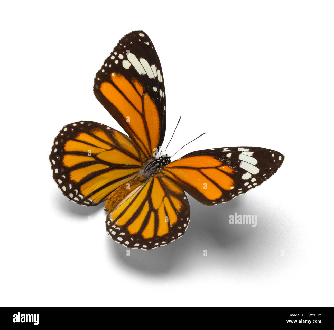 Mariposa Monarca naranja con alas abiertas aislado sobre fondo blanco. Foto de stock