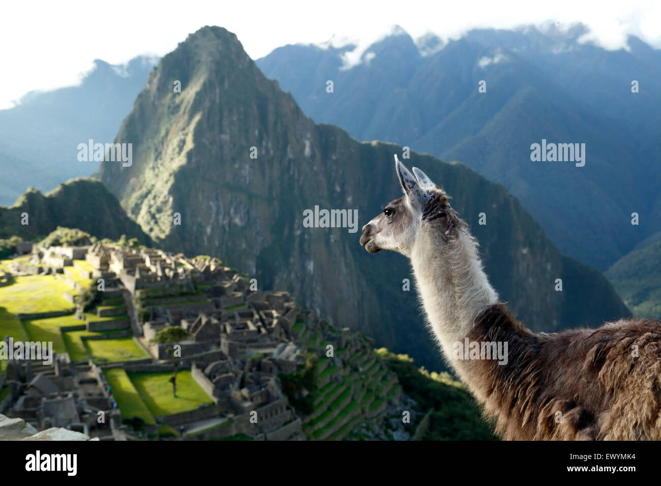 Llamas (Lama glama) y Machu Picchu ruinas Incas, cerca de Machu Picchu pueblo (Aguas Calientes) aka, Cusco, Perú Foto de stock