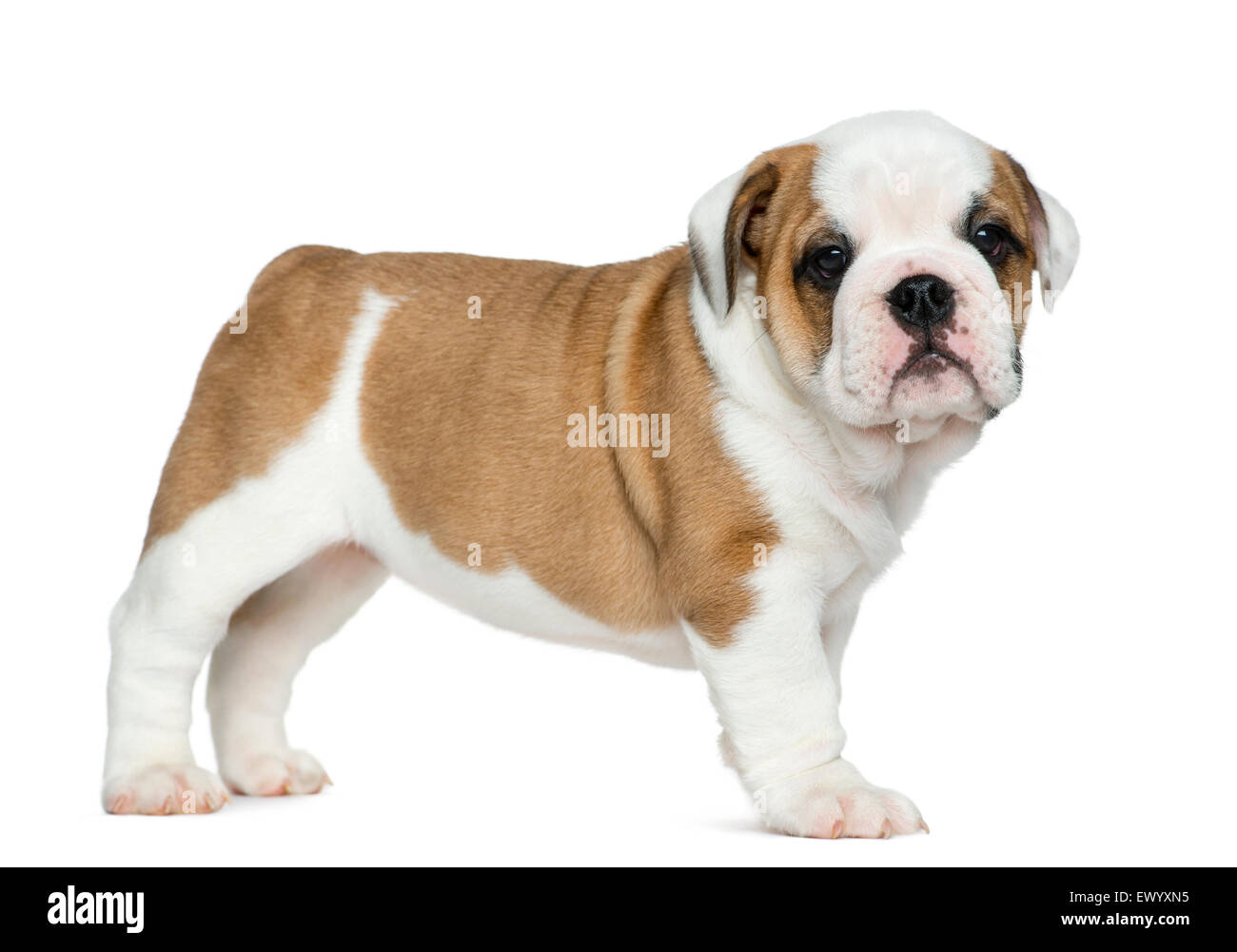 Cachorro Bulldog Inglés delante de un fondo blanco Foto de stock