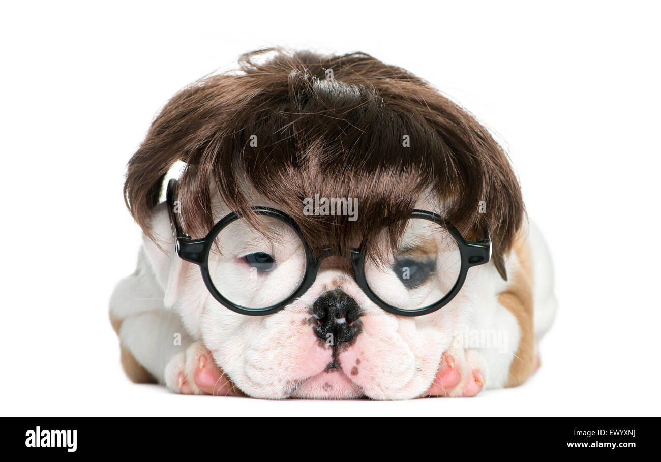 Cachorro Bulldog Inglés con una peluca y gafas delante de un fondo blanco Foto de stock