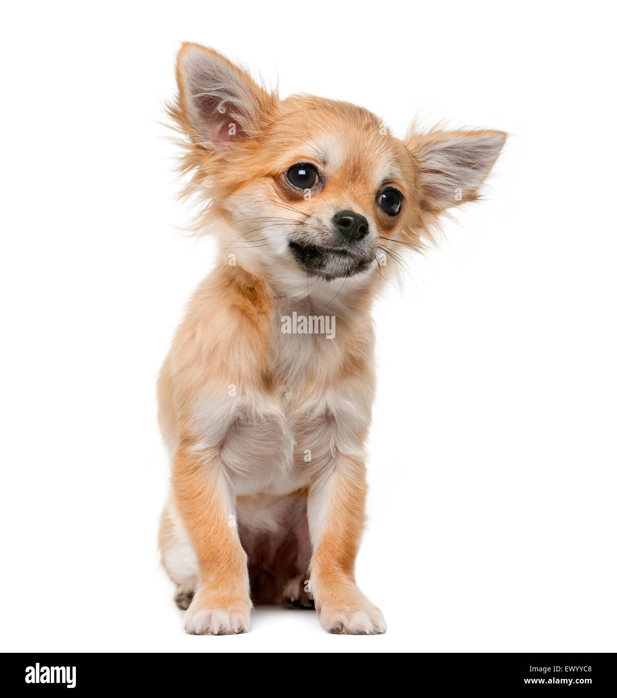 Chihuahua cachorro (4 meses) delante de un fondo blanco. Foto de stock