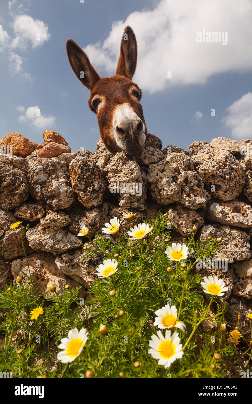 Burro cerca de la ermita de Sant Joan de Missa. Ciutadella. Menorca. Islas Baleares. España. Europa Foto de stock