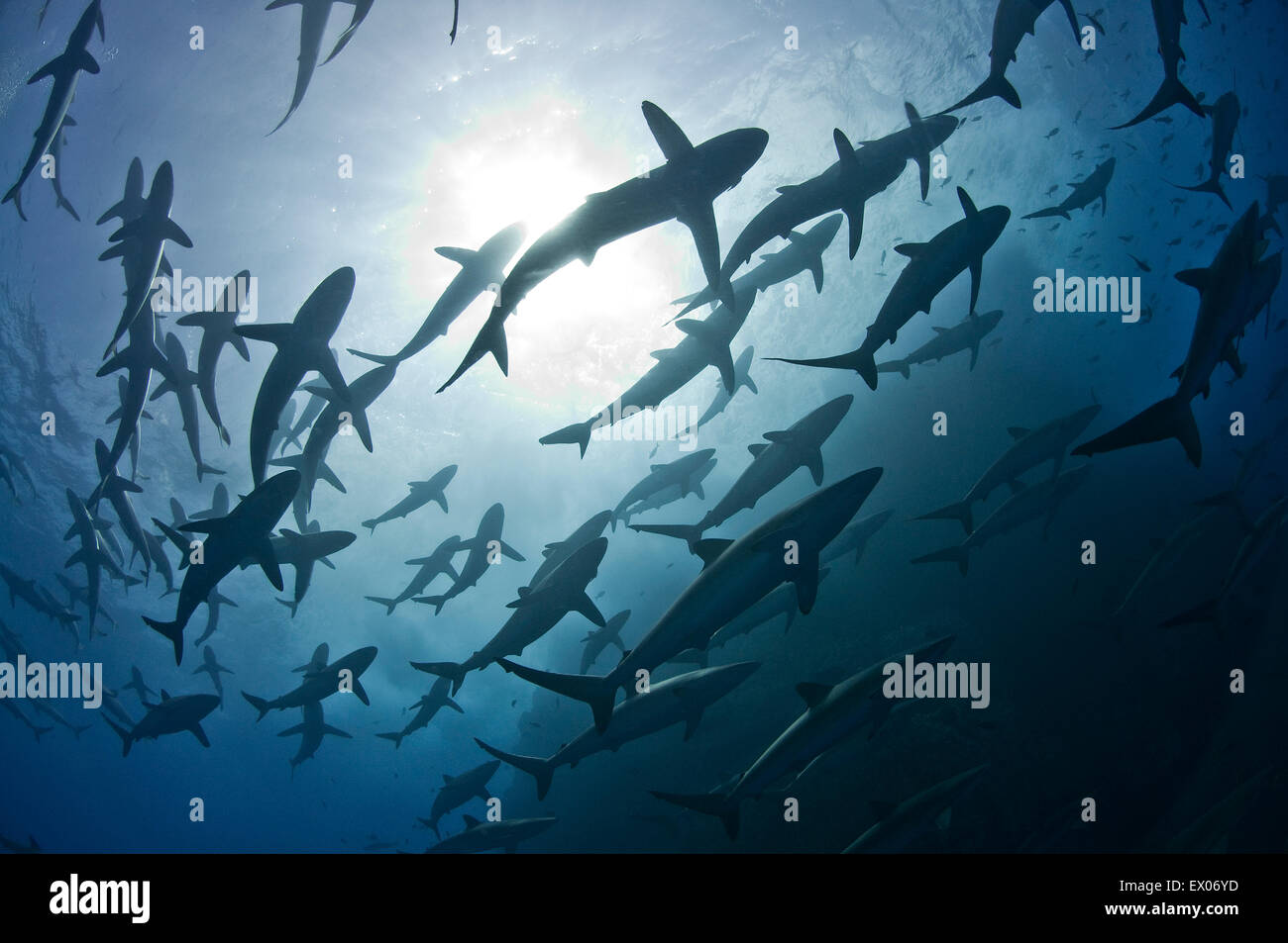 Tiburones sedosos reunir grandes escuelas alrededor de la isla Roca Partida parte rituales amorosos Archipiélago de Revillagigedo México Foto de stock