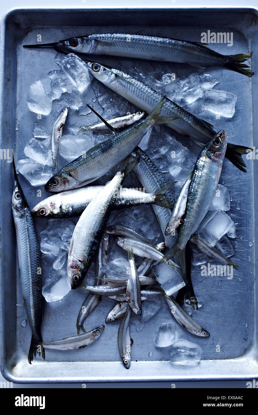 Los peces pequeños en la bandeja de hielo Foto de stock
