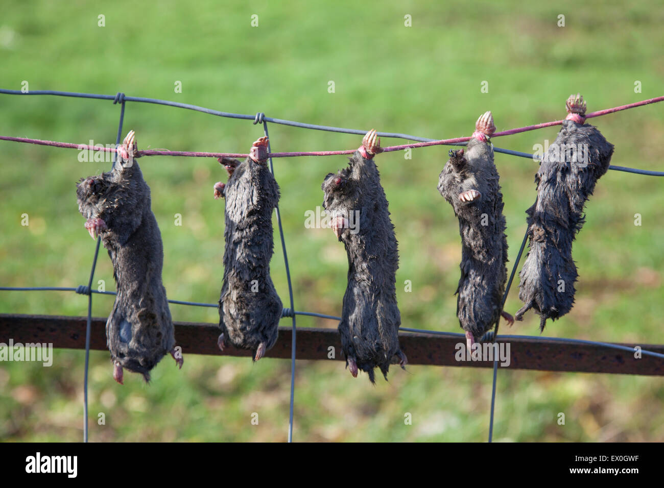 Moles muertas colgando de una valla de alambre en los valles de Yorkshire, al norte de Yorkshire, Reino Unido Foto de stock