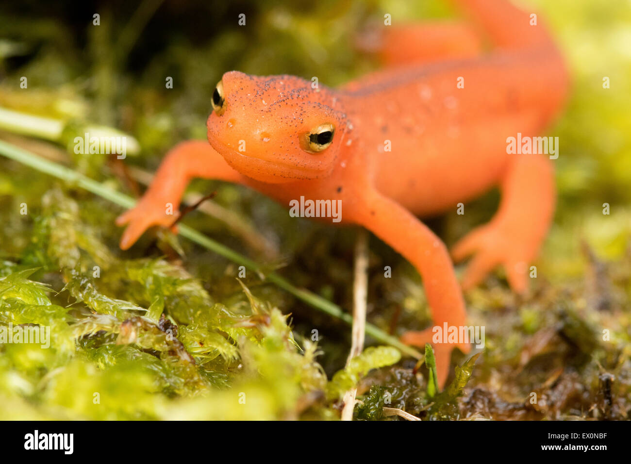 Salamander de Nueva Inglaterra, naranja/rojo oriental tritón moteado, Notophthalmus viridescens, Claremont, New Hampshire. Foto de stock