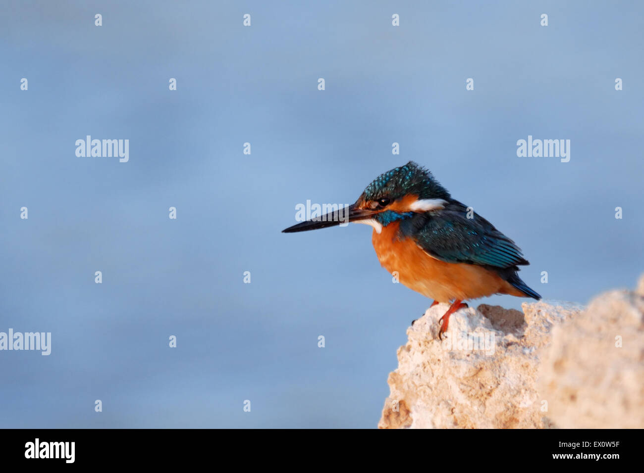 Martín pescador de playa fotografías e imágenes de alta resolución - Alamy