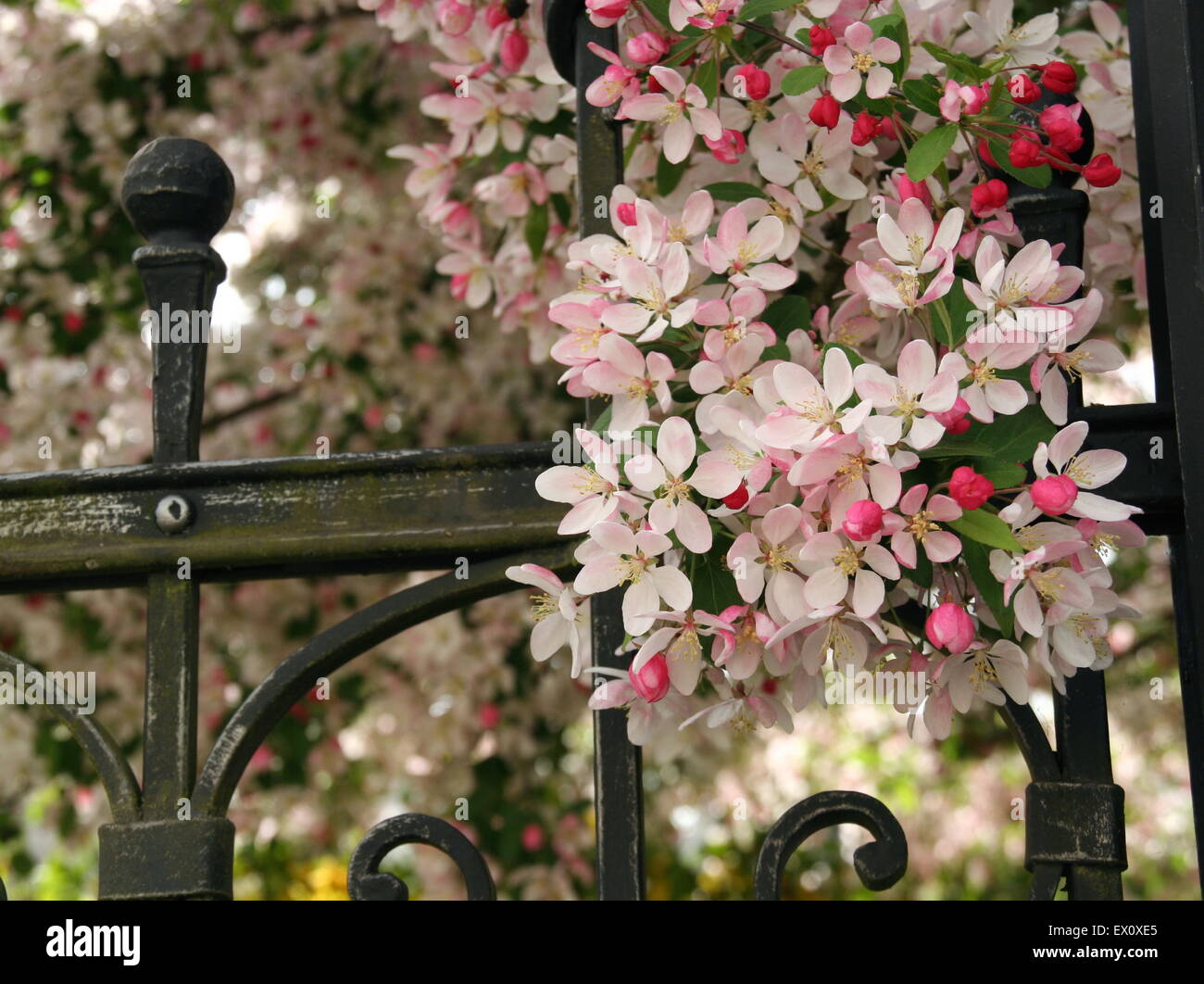Flores en la valla fotografías e imágenes de alta resolución - Alamy
