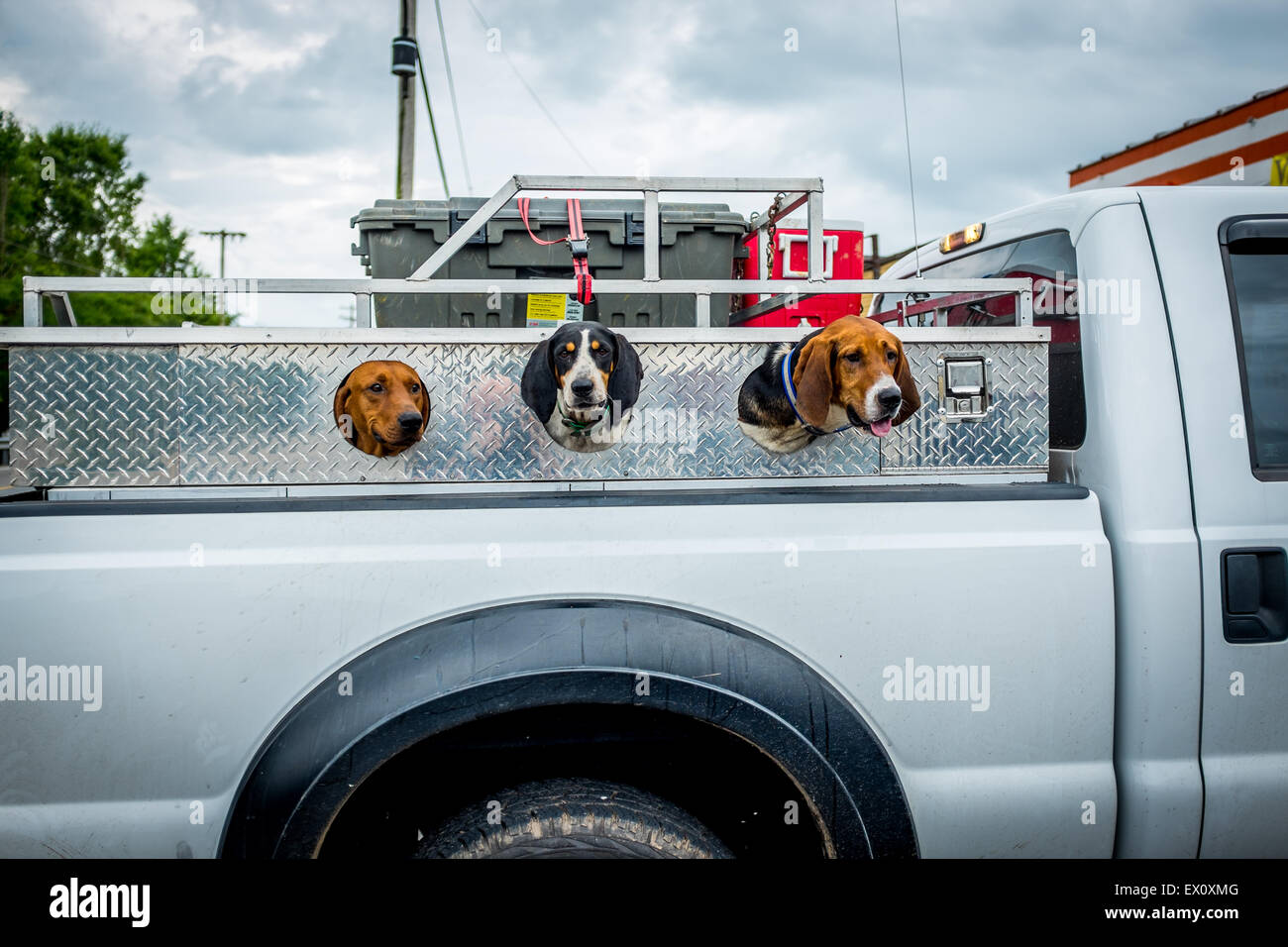 Dogs in pickup truck fotografías e imágenes de alta resolución - Alamy