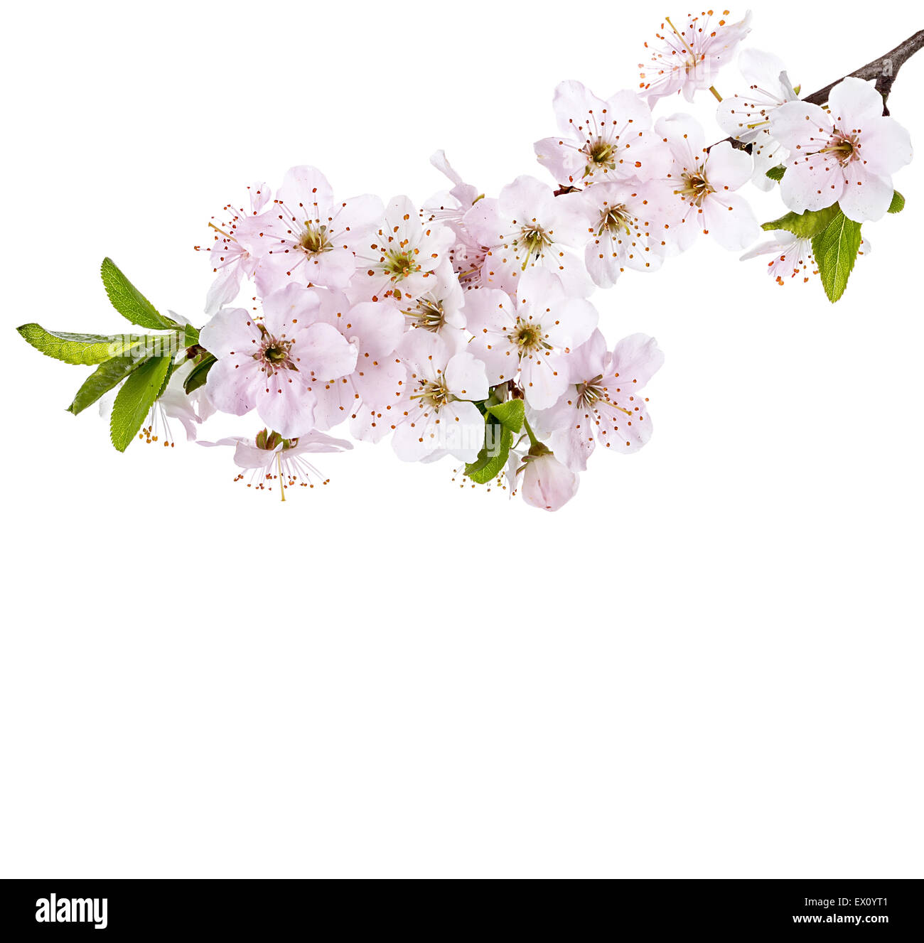 Apple Blossom floración ramas Foto de stock
