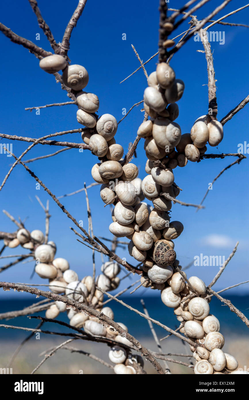 Caracoles de Sandhill Theba pisana, caracoles del Mediterráneo en una rama arbustos, Creta, caracoles de Grecia en un tallo Foto de stock