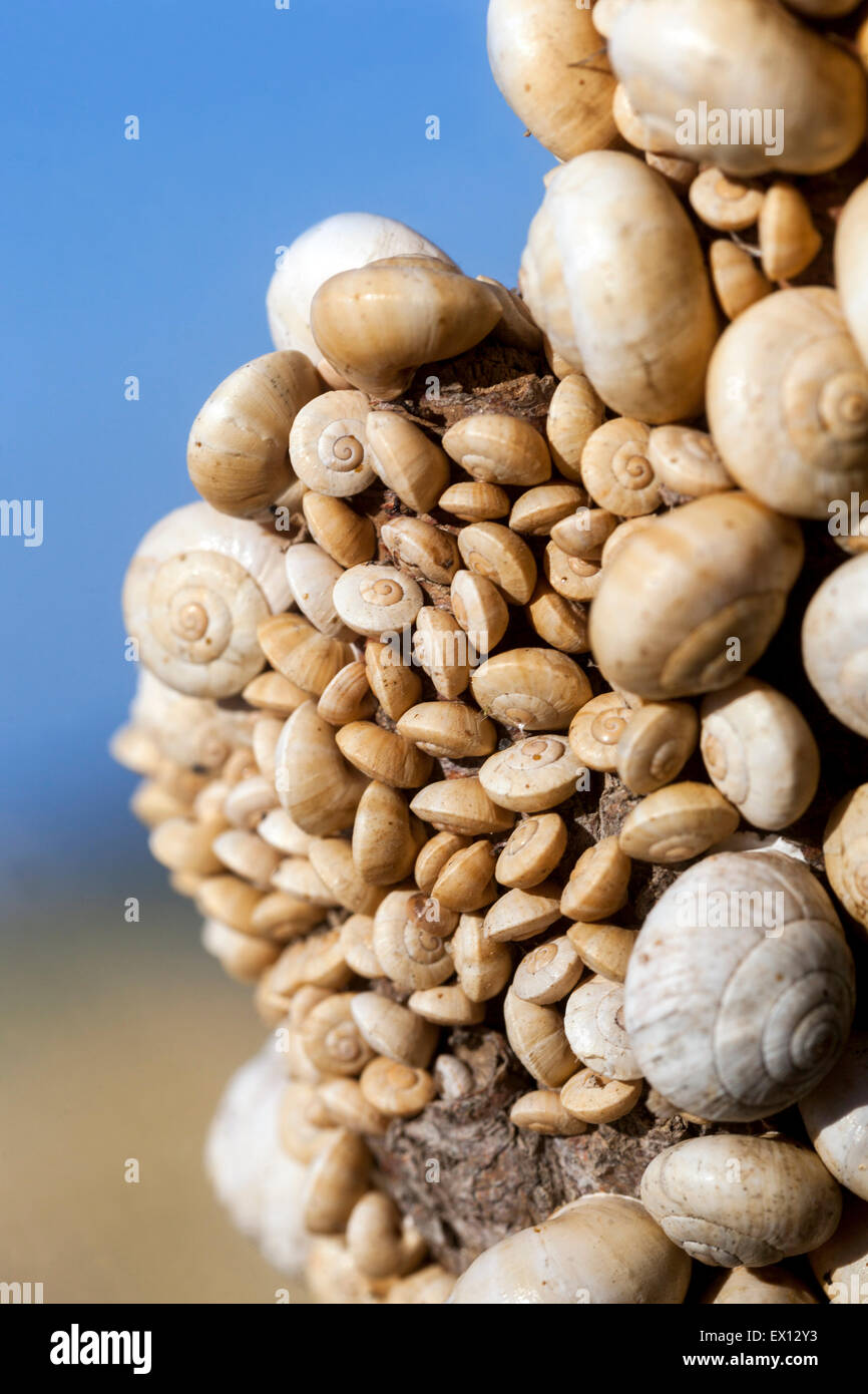 Sandhill caracoles caracol Theba pisana, Mediterráneo en una sucursal de matorrales, Creta, Grecia Foto de stock