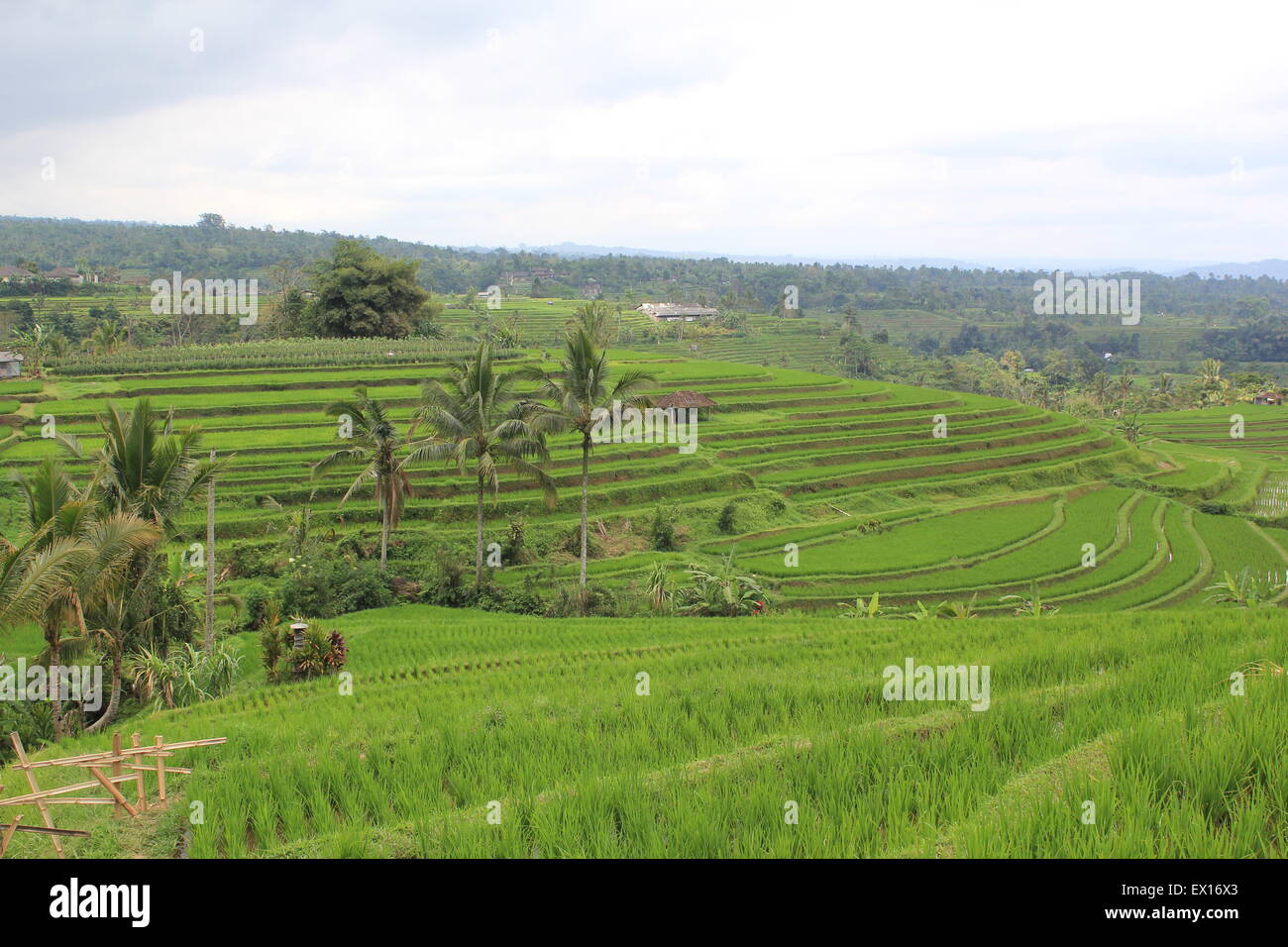 La UNESCO sitio - Jatiluwih campo de arroz, Bali, Indonesia Foto de stock