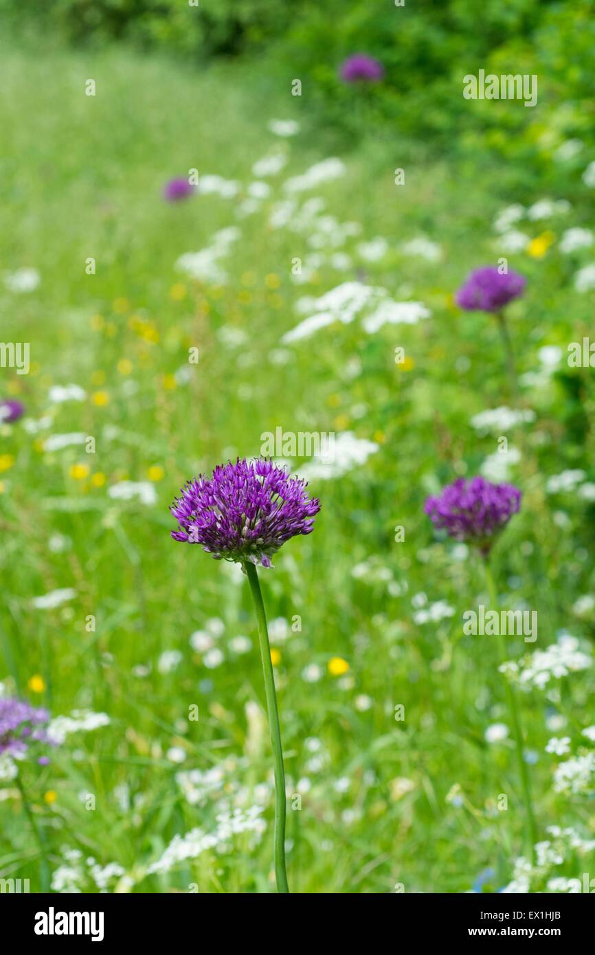 Alliums decorativas florece en un wildflower césped a comienzos del verano. Foto de stock