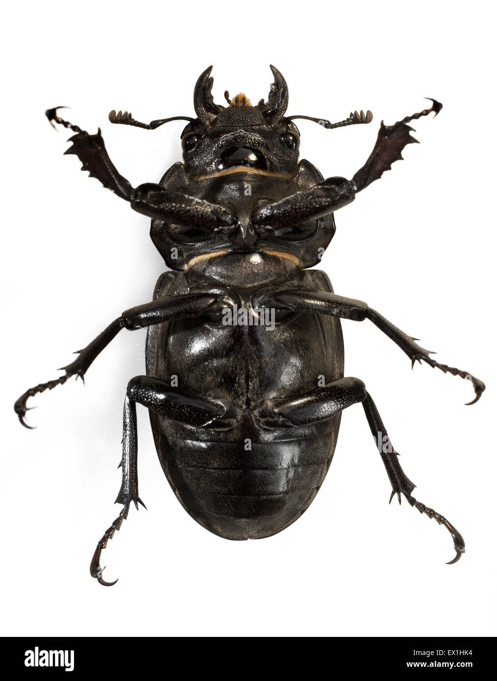 La hembra stag Beetle (Escudo cervus) un gran escarabajo del género(escudo). Foto de stock