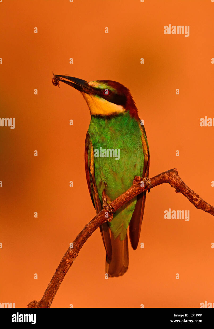 (Merops apiaster) Foto de stock