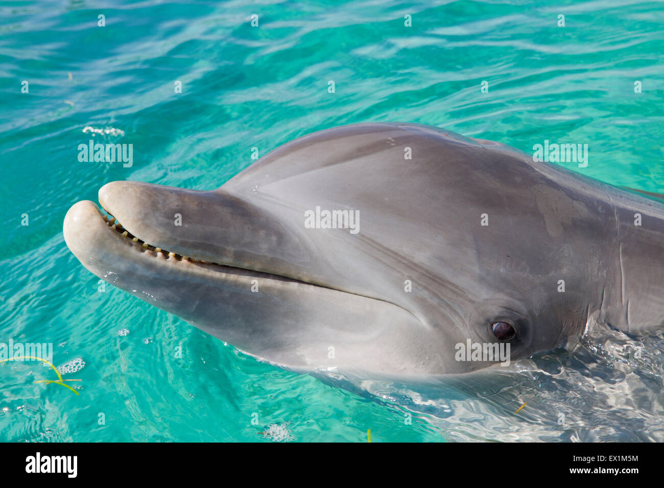 El delfín mular, Honduras Foto de stock