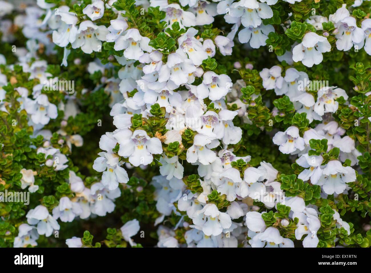 Prostanthera cuneata - alpine mint bush Foto de stock