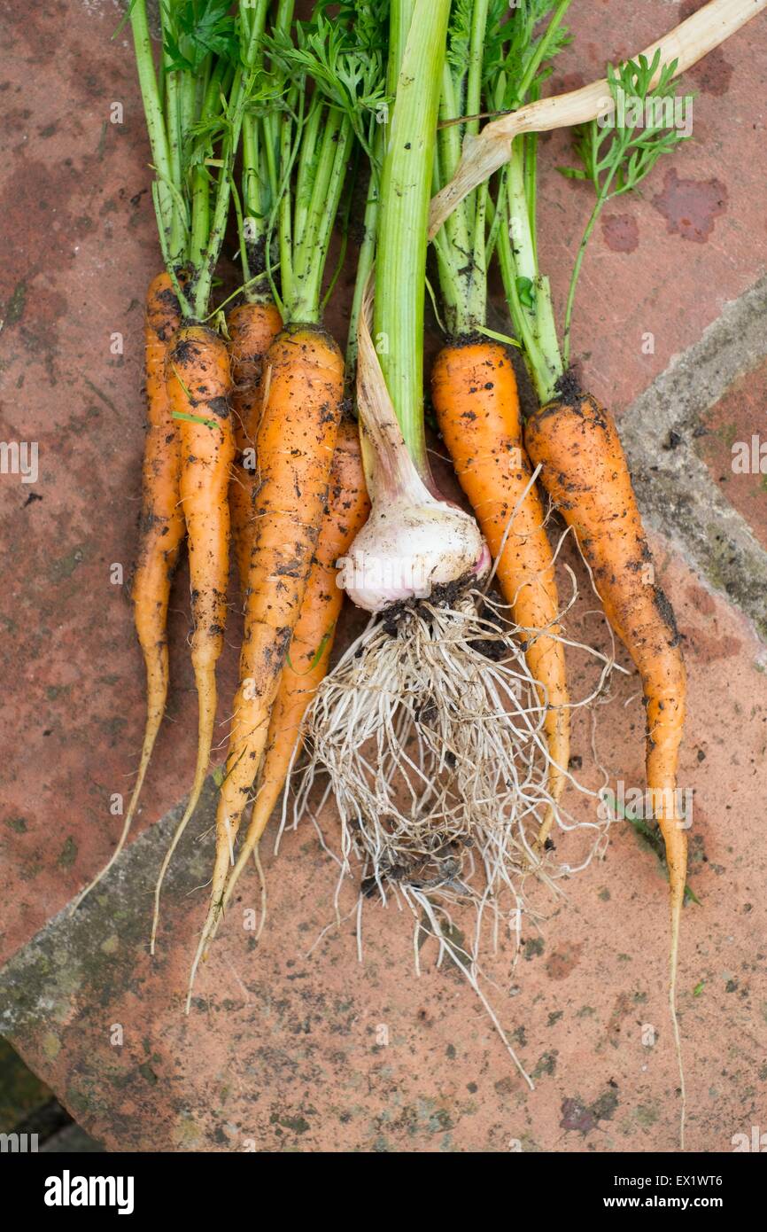 Recién tirada las zanahorias y los ajos verdes Foto de stock