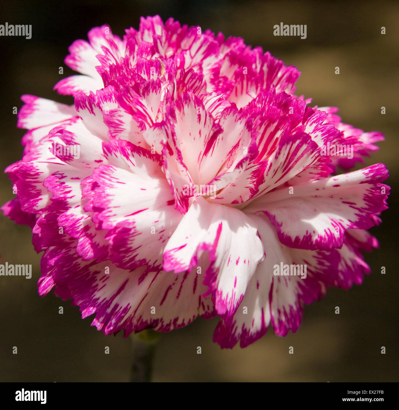 Flor (rosa clavel, nombre latino clavulus) de color blanco y rosa con  colores Fotografía de stock - Alamy