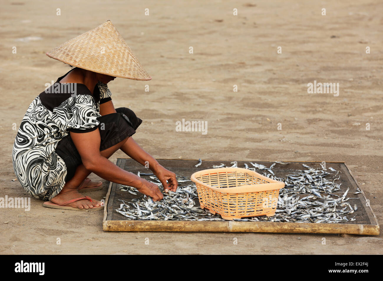 Mujer no identificada seleccionar y clasificar las anchoas secas inear Boom beach en Bayuwangi,indonesia Foto de stock