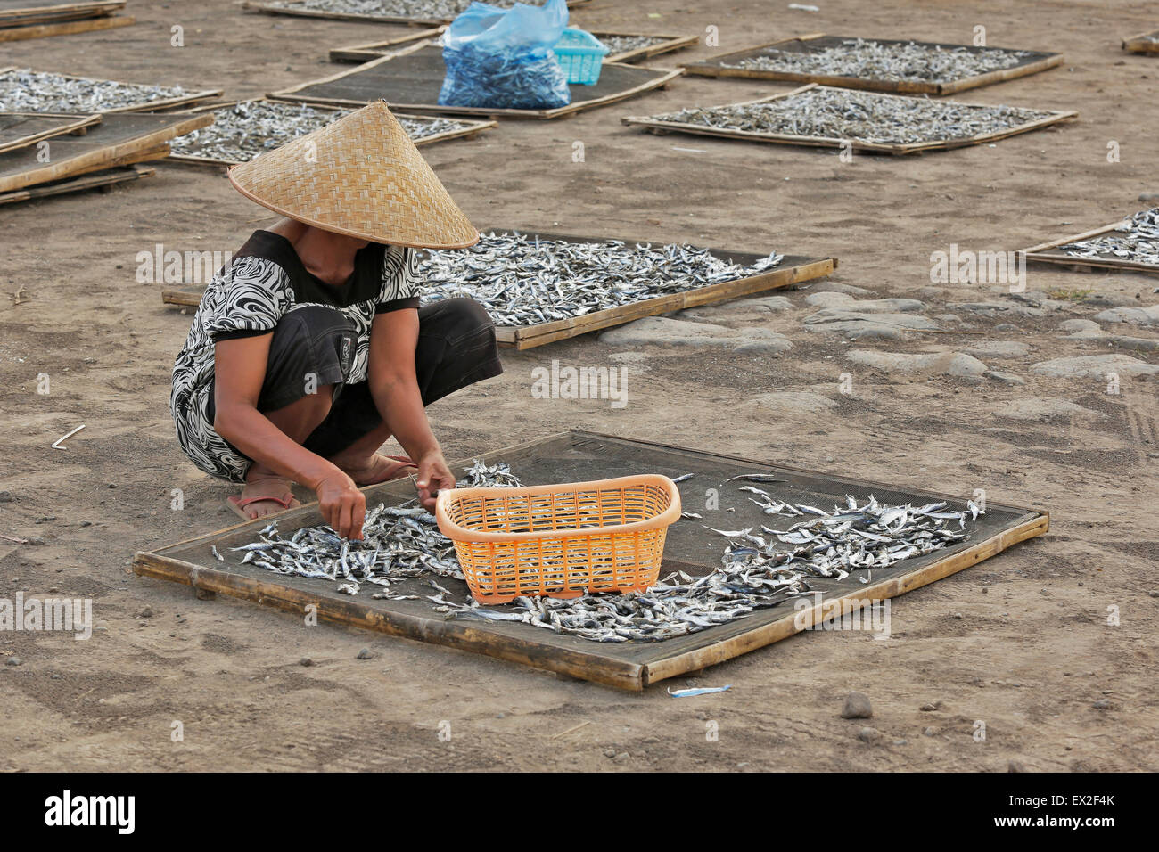 Mujer no identificada seleccionar y clasificar las anchoas secas inear Boom beach en Bayuwang Foto de stock