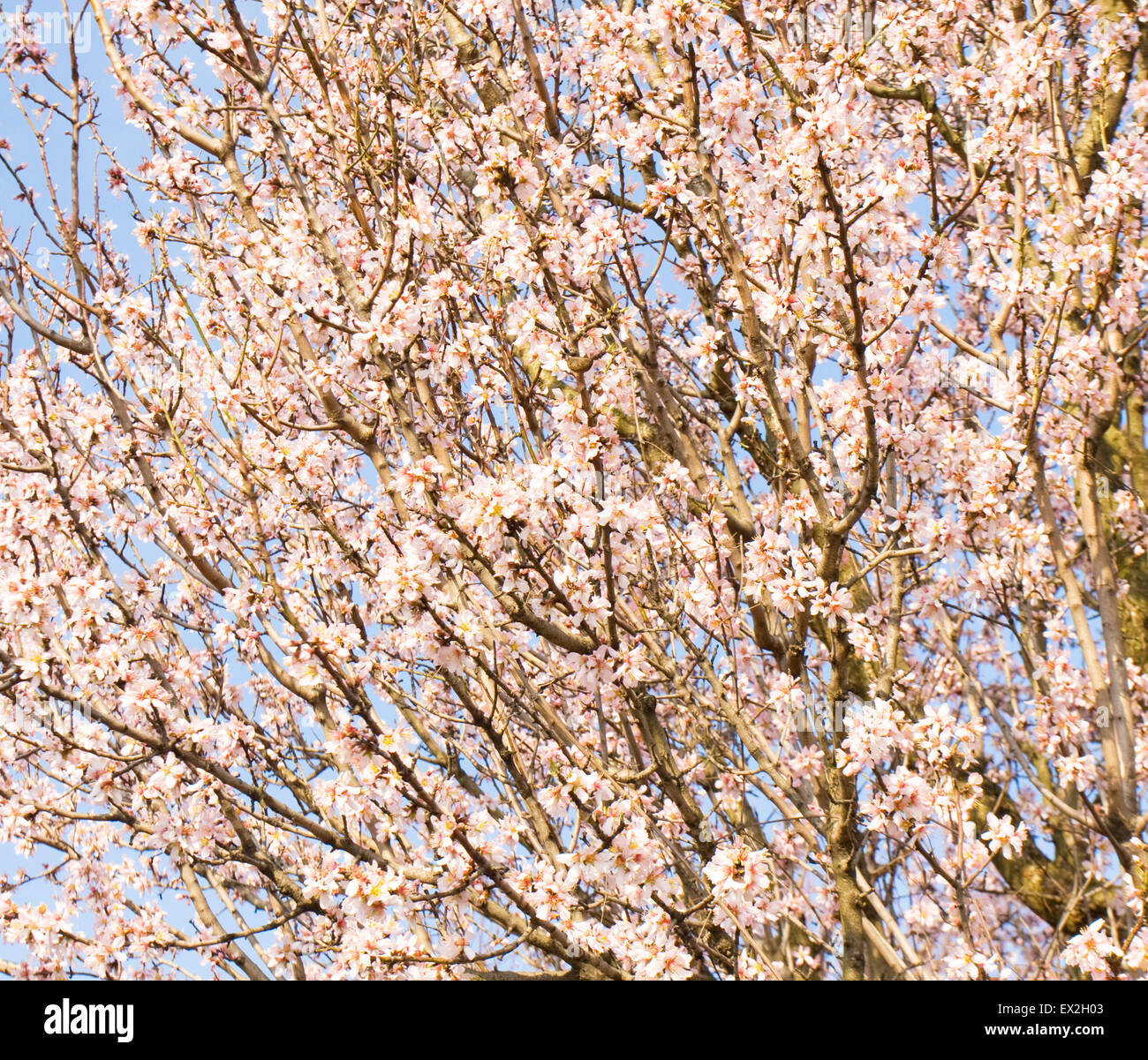 Ramas de Almendro en flor de color rosa con flores en azul cielo Fotografía  de stock - Alamy