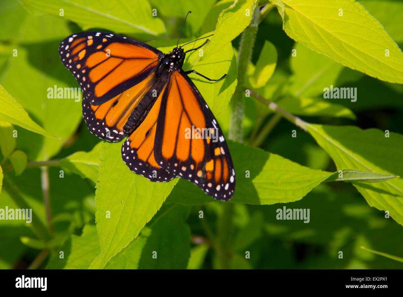 Mariposa Monarca en Purdy Butterfly House, el Jardín Botánico de