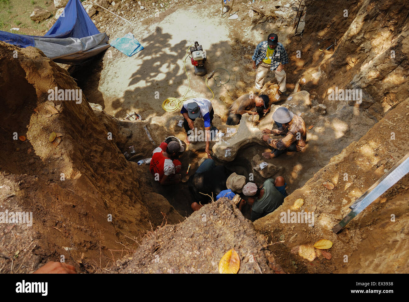 Los paleontólogos y aldeanos están trabajando en la excavación de huesos fosilizados de Elephas hysudrindicus en Blora, Java Central, Indonesia. Foto de stock