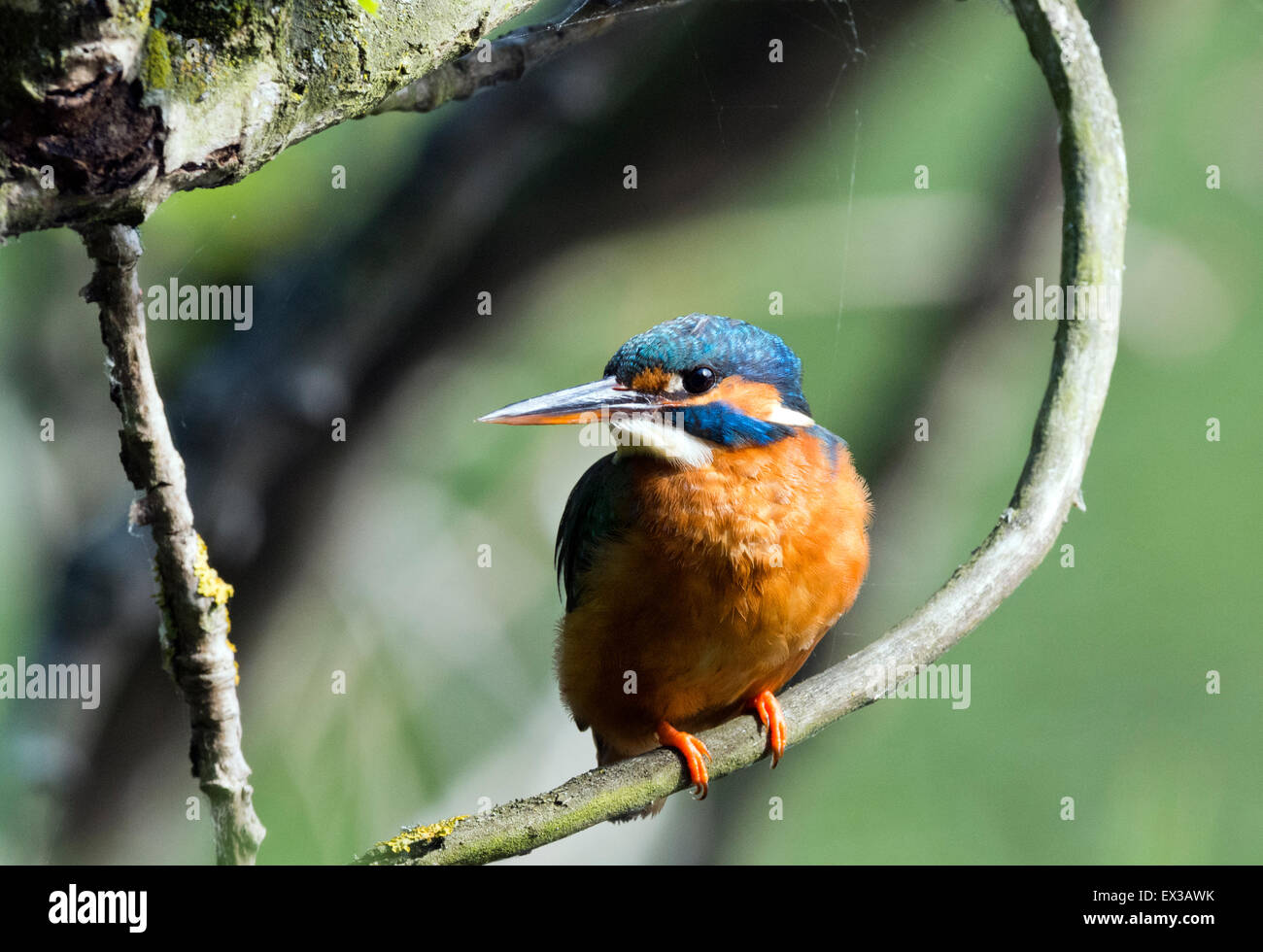 Las mujeres solteras Kingfisher encaramado en la rama. Foto de stock